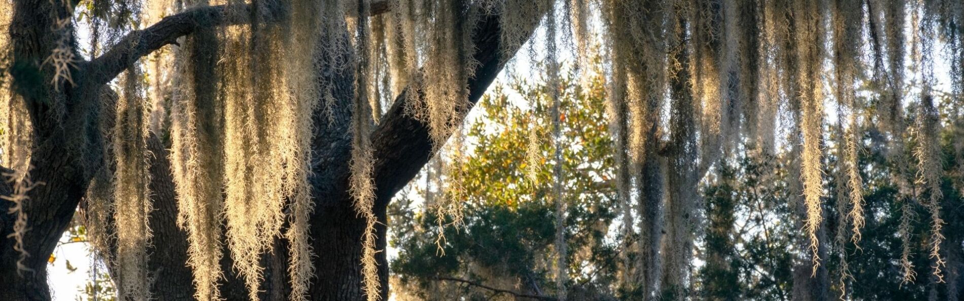 moss hanging from a tree