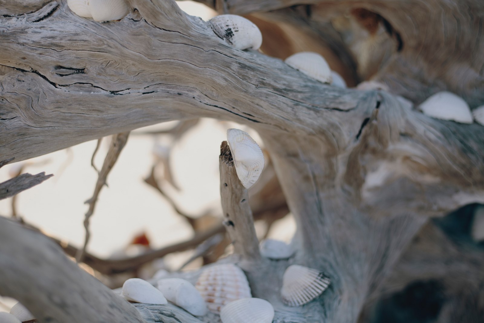 seashells on driftwood