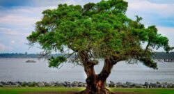 tree and view on jekyll island