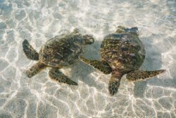 sea turtles in the water