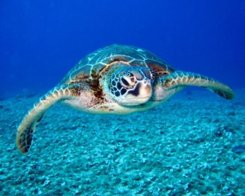 seat turtle underwater
