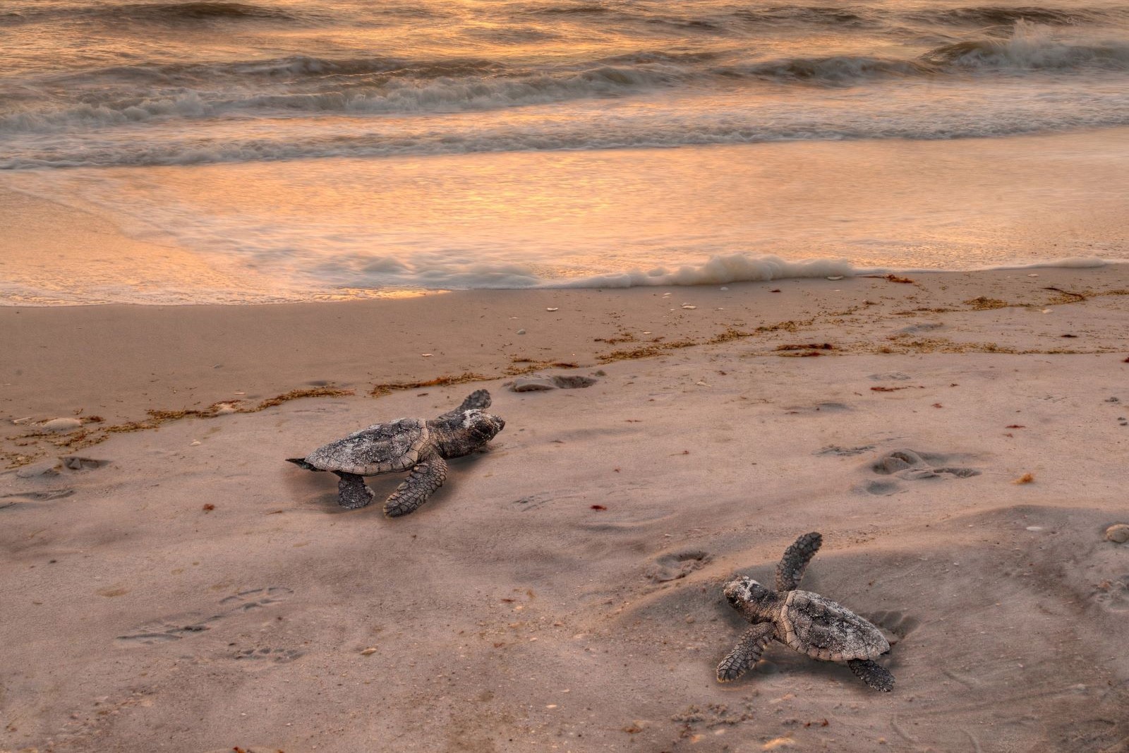 baby sea turtles on a sandy beach
