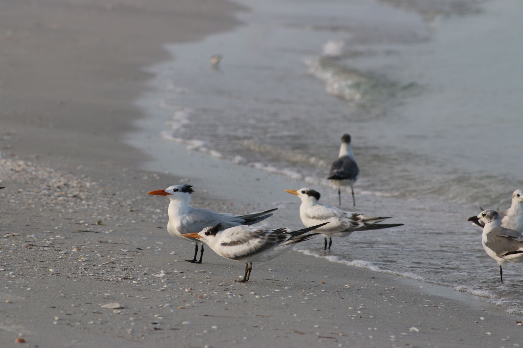 group of royal terns on the sand in Jekyll Island